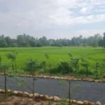 Scenic view of lush green rice paddies with palm trees, surrounded by gravel driveway lined with young trees and decorative rocks in Kampot countryside