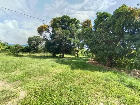 land for sale mature trees and power lines